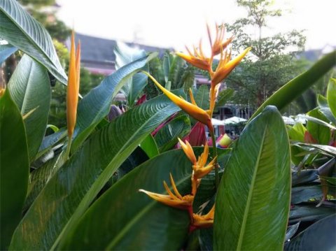 南海云天，椰风花漫（风情篇四）