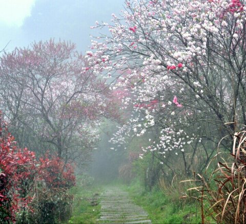 桃花源.小雪